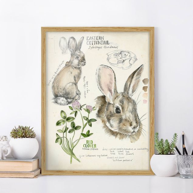 Quadri animali Diario della natura selvaggia - Coniglio