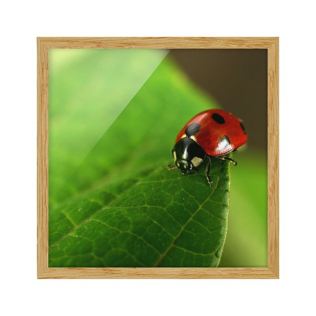 Poster con cornice - Ladybird - Quadrato 1:1