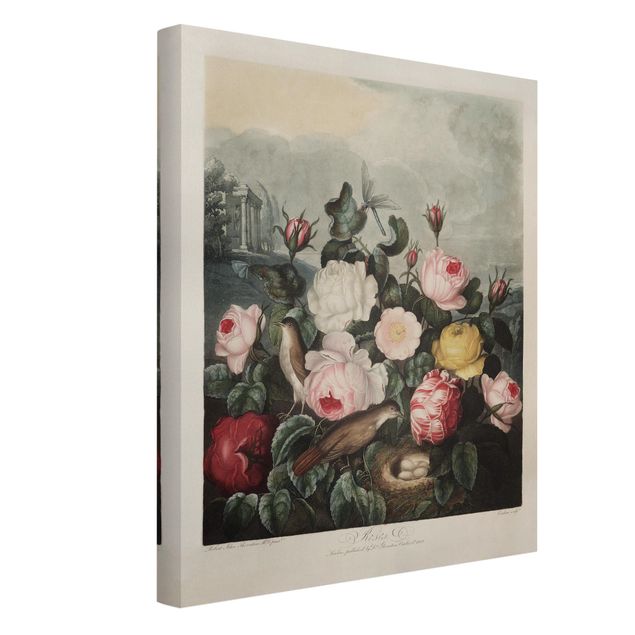 Stampa su tela - Botanica Vintage Illustrazione di rose - Verticale 4:3
