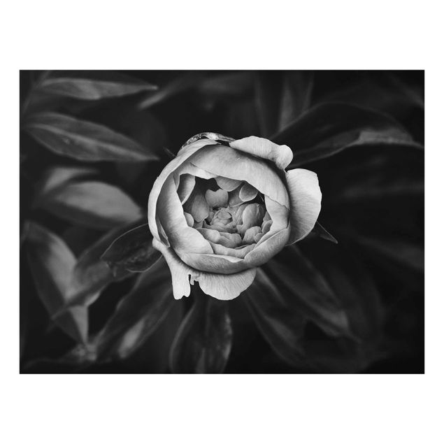 Quadro in vetro - Peony fiore bianco frontale nero Foglie - Orizzontale 3:4