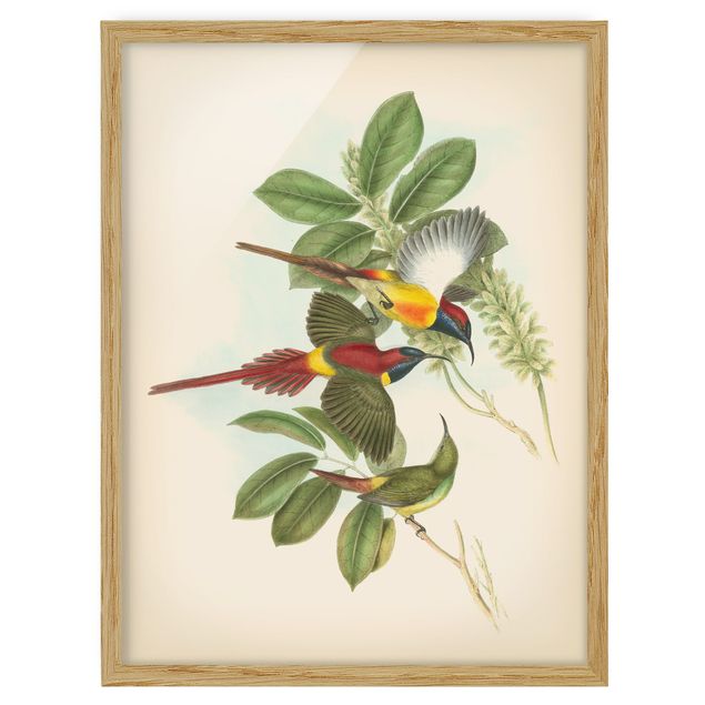 Poster con cornice - Illustrazione Vintage Tropical Birds III - Verticale 4:3