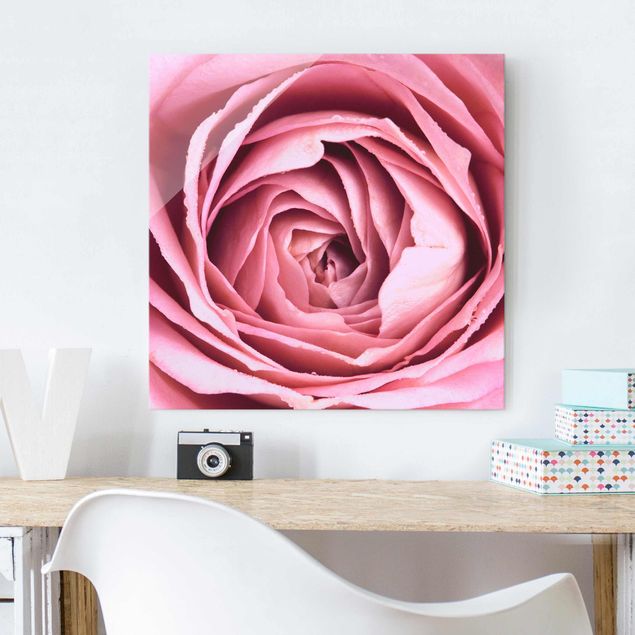 Quadro in vetro - Pink Rose Blossom - Quadrato 1:1