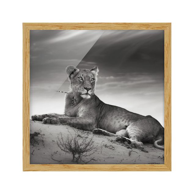 Poster con cornice - Resting Lion - Quadrato 1:1