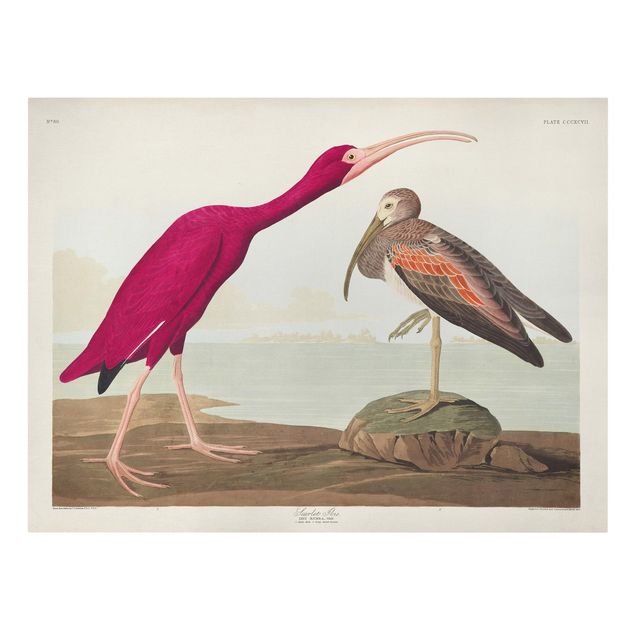 Stampe su tela animali Bacheca Vintage Ibis rosso