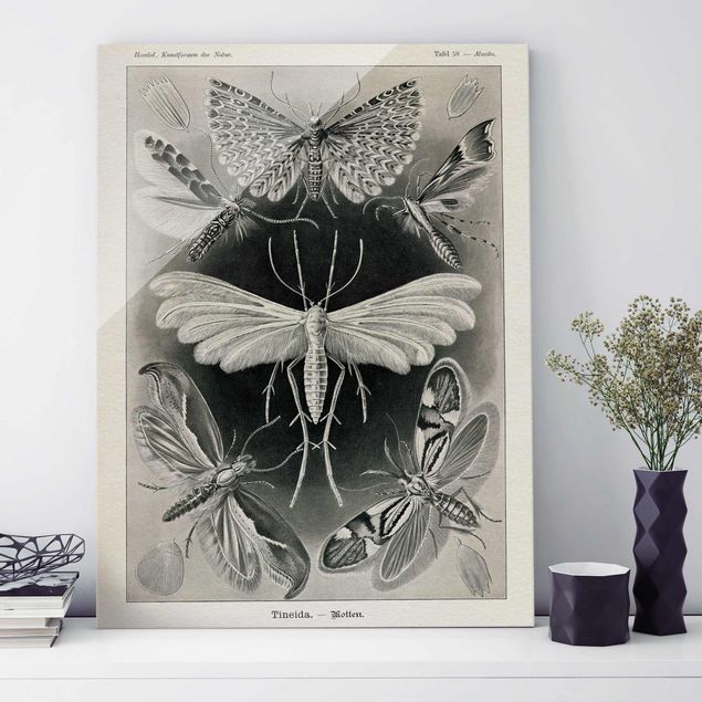 quadri con animali Bacheca Vintage Falene e farfalle