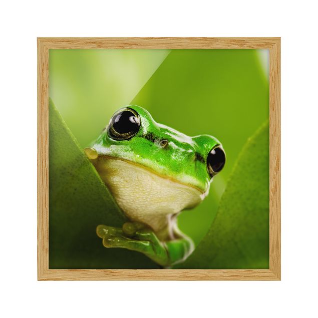 Poster con cornice - Frog - Quadrato 1:1
