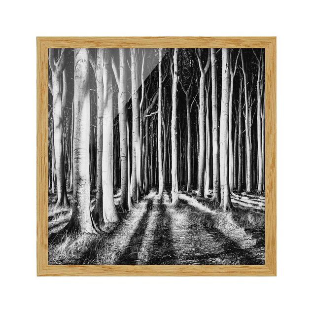Poster con cornice - Forest Of Ghosts - Quadrato 1:1