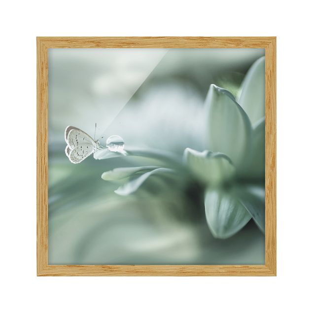 Poster con cornice - Farfalla E Gocce di rugiada In Pastel Verde - Quadrato 1:1