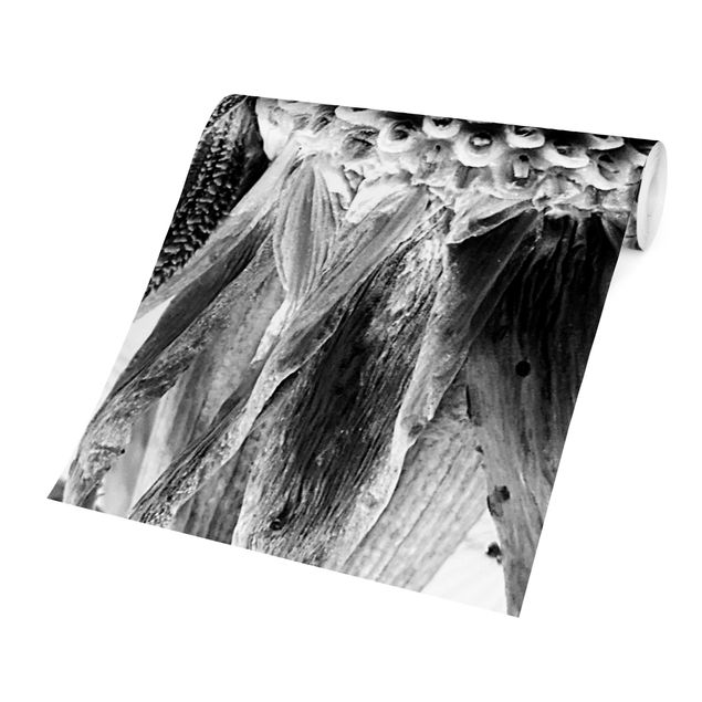 Carta da parati - Dandelion Close Up in bianco e nero