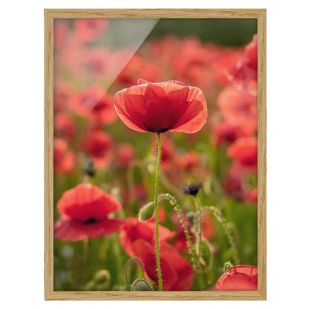 Poster con cornice - Poppy Field In Sunlight - Verticale 4:3