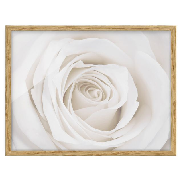 Poster con cornice - Pretty White Rose - Orizzontale 3:4