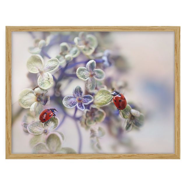 Poster con cornice - Ladybug In The Garden - Orizzontale 3:4