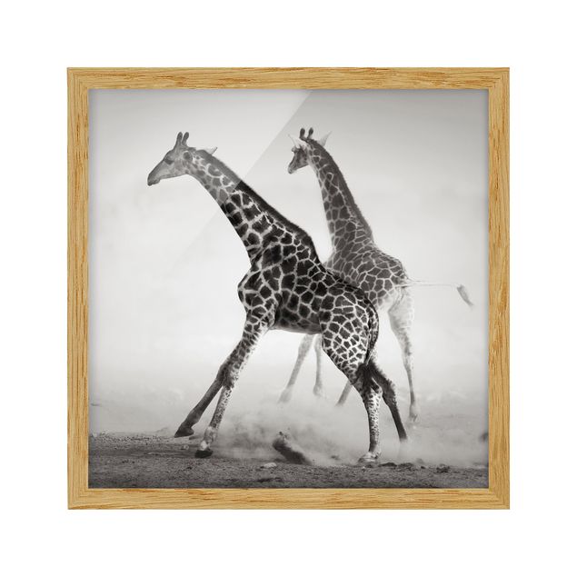 Poster con cornice - Giraffe Hunting - Quadrato 1:1