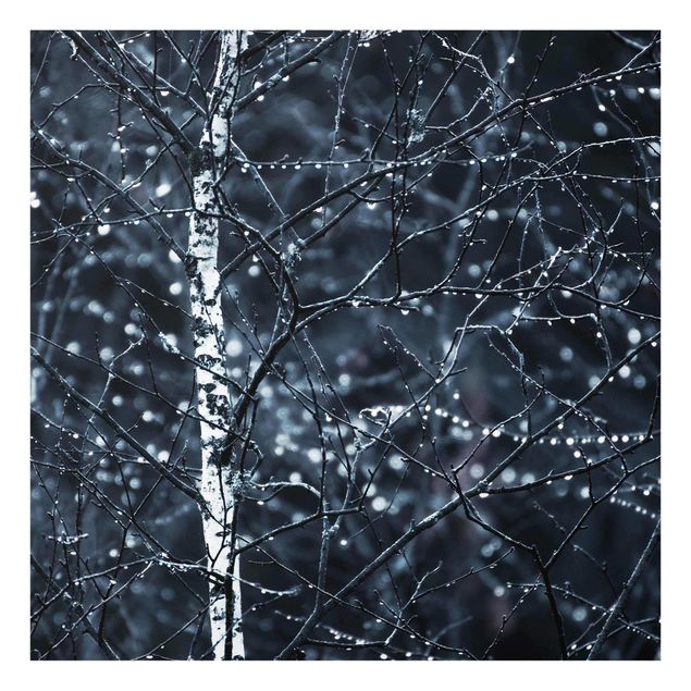 Quadro in vetro - Betulla scura nella fredda pioggia