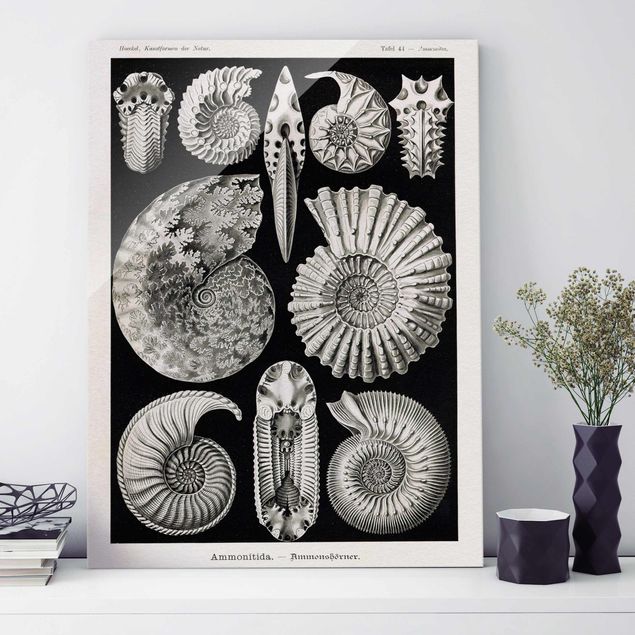 quadri con animali Bacheca Vintage Fossili in bianco e nero