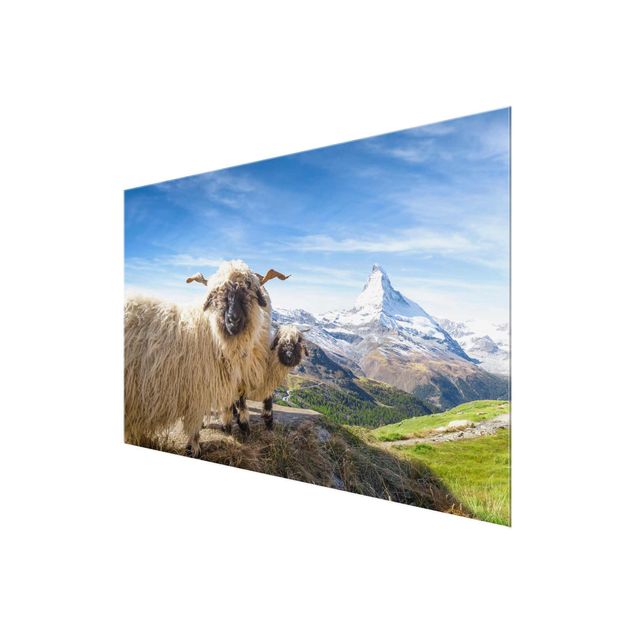 Quadro in vetro - Pecore naso nero di Zermatt