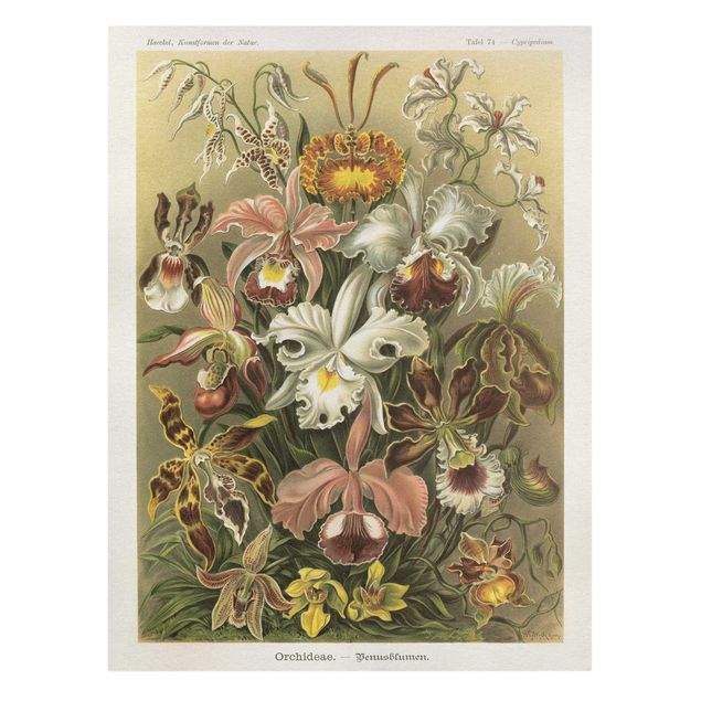 Stampa su tela - Consiglio Orchid Vintage - Verticale 4:3