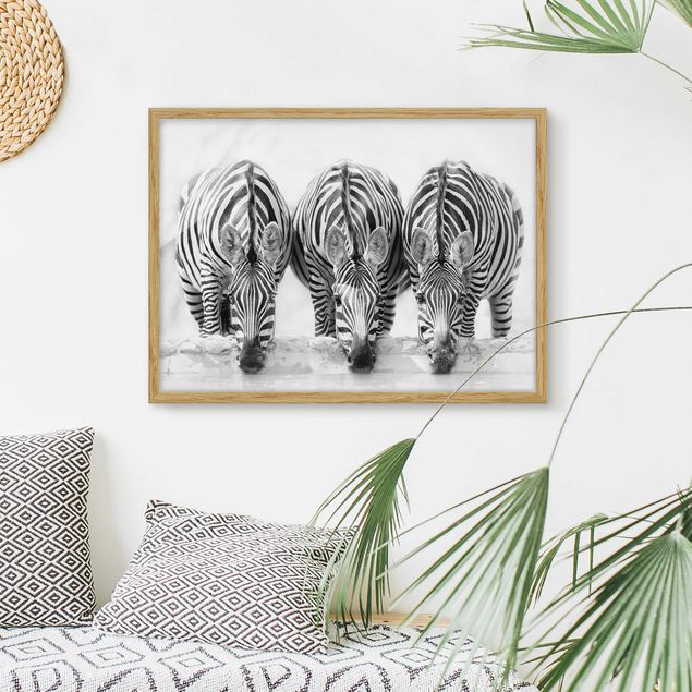 stampe animali Trio di zebre in bianco e nero