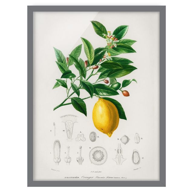 Poster con cornice - Botanica Vintage Illustrazione Di Limone - Verticale 4:3