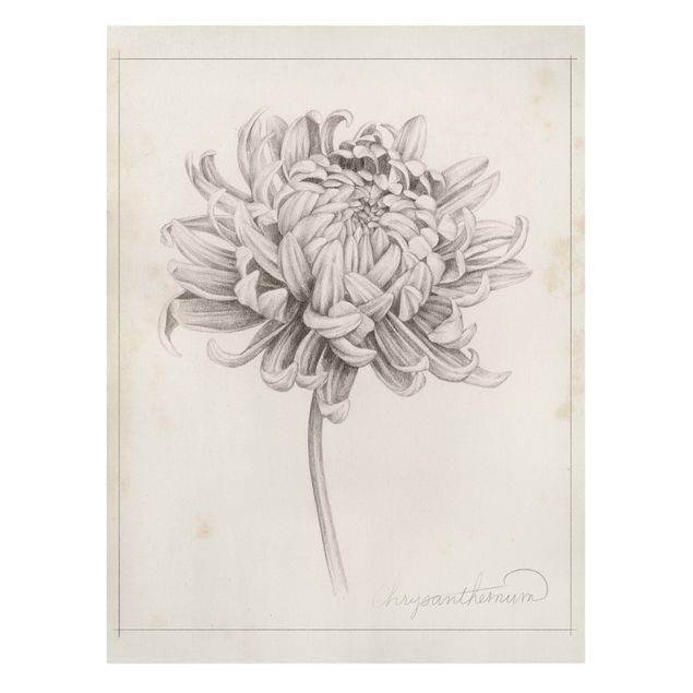 Stampa su tela - Botanical Study I Chrysanthemum - Verticale 4:3
