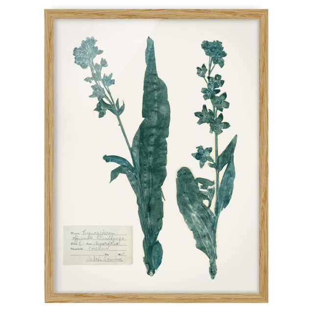 Poster con cornice - Pressed Flowers - La Lingua Di Cane Da Caccia - Verticale 4:3