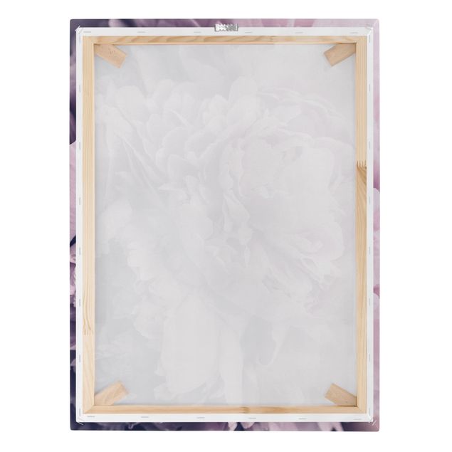 Quadri su tela - Viola Peony Blossoms