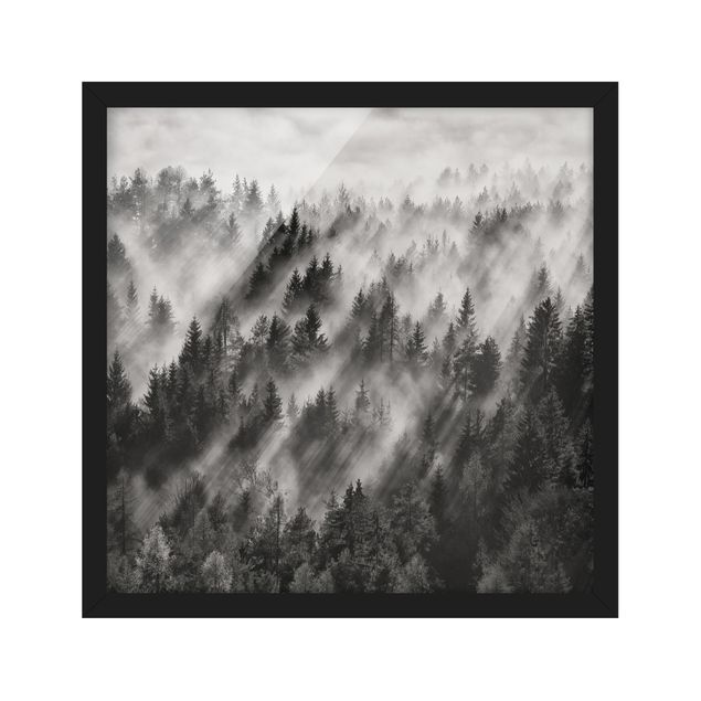 Poster con cornice - Raggi Luce nella foresta di conifere - Quadrato 1:1
