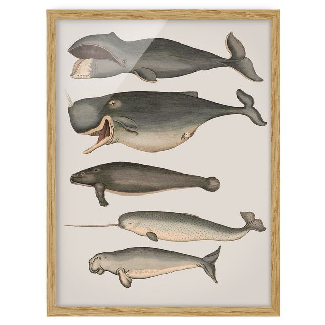 Poster con cornice - Cinque Balene d'epoca - Verticale 4:3
