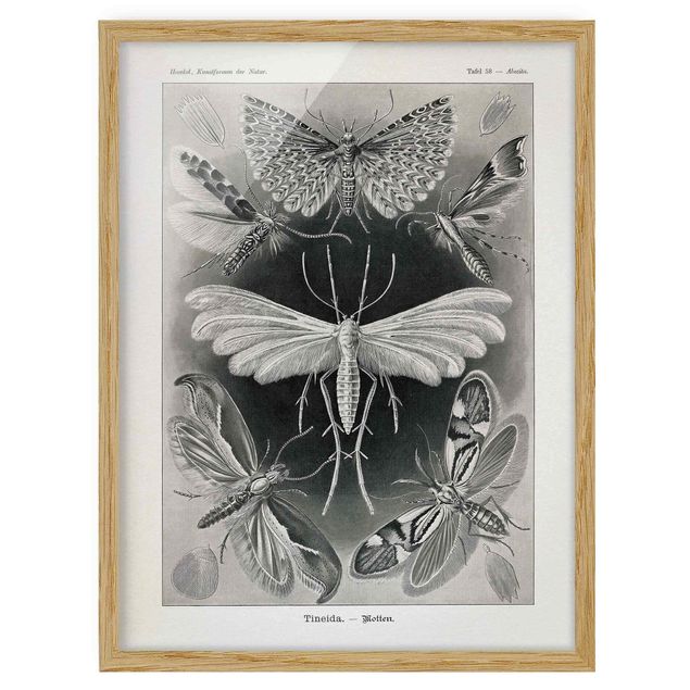 Poster con cornice - Vintage Consiglio falene e farfalle - Verticale 4:3