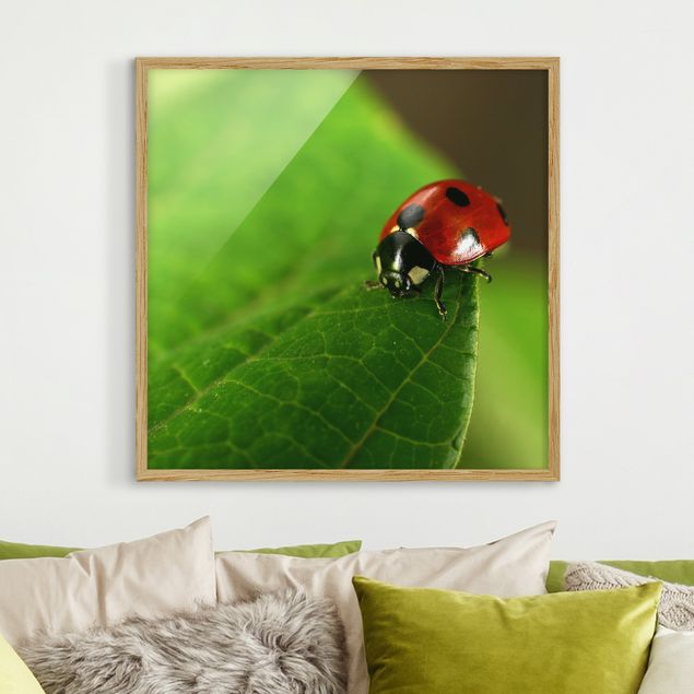 Poster con cornice - Ladybird - Quadrato 1:1