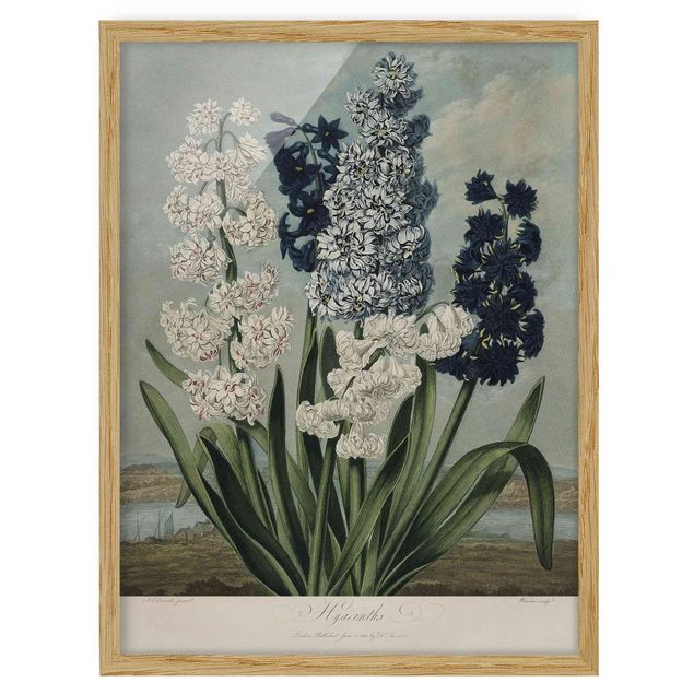 Poster con cornice - illustrazione d'epoca Botanica blu e bianco Giacinti - Verticale 4:3
