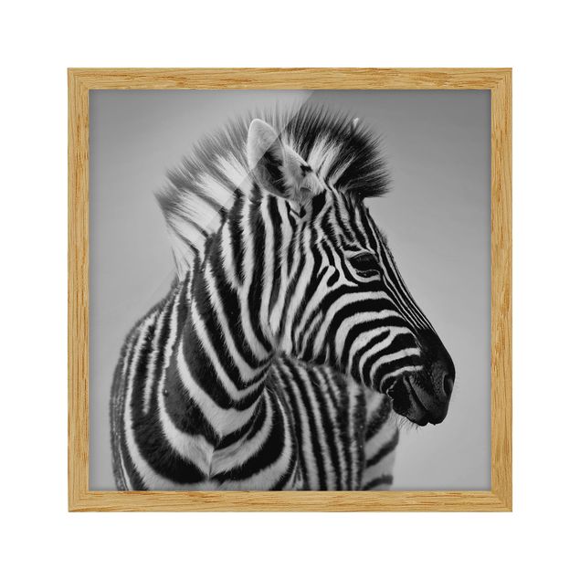 Poster con cornice - Zebra Baby Portrait II - Quadrato 1:1