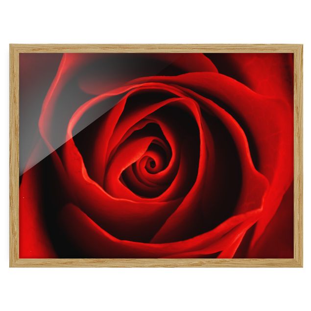 Poster con cornice - Lovely Rose - Orizzontale 3:4