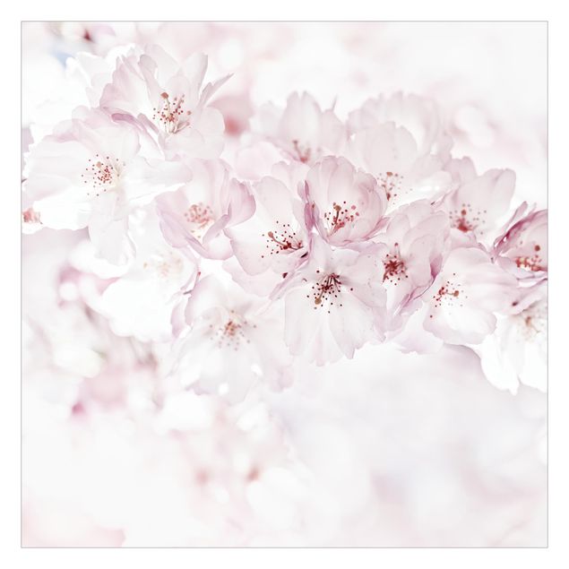Carta da parati - Tocco di fiori di ciliegio