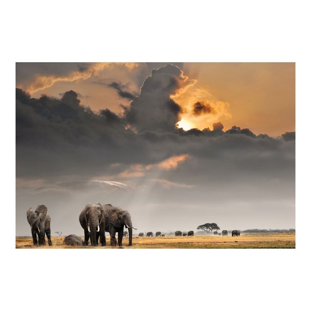 Carta da parati - Elephant savanna