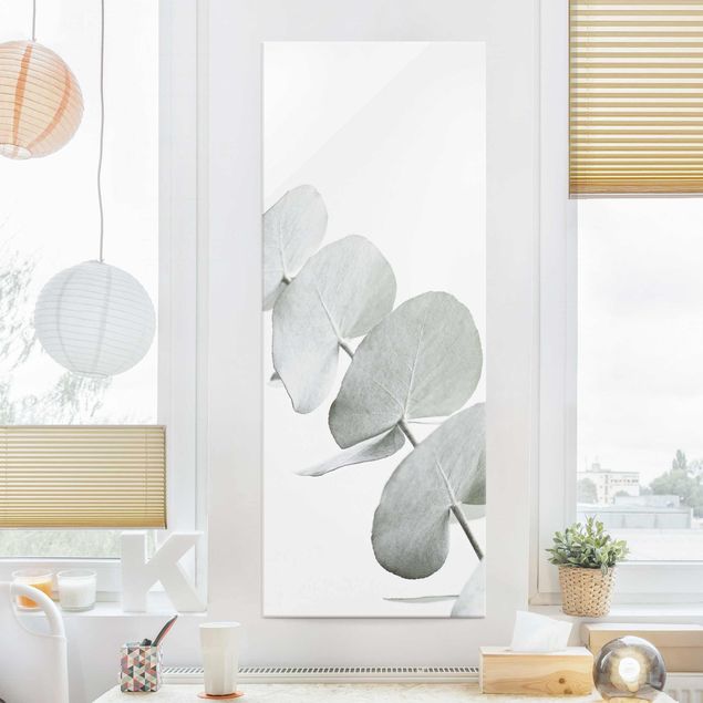 Lavagna magnetica vetro Ramo di eucalipto in luce bianca