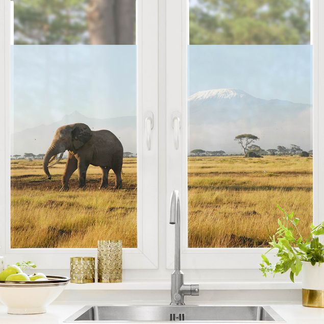 Pellicola per vetri per salone Elephants In Front Of The Kilimanjaro In Kenya