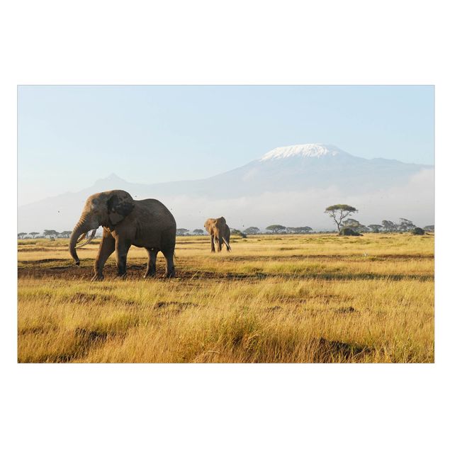 Pellicole per vetro Elephants In Front Of The Kilimanjaro In Kenya