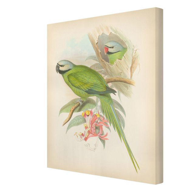 Stampe su tela Illustrazione vintage Uccelli tropicali II