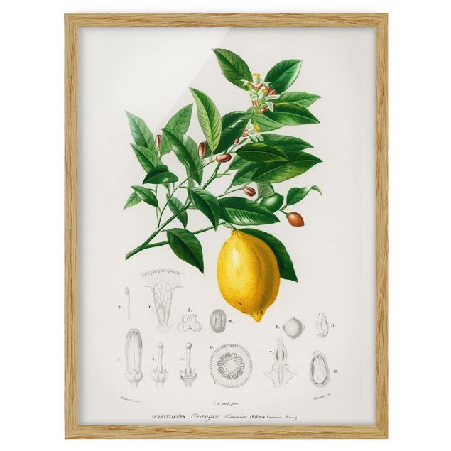 Poster con cornice - Botanica Vintage Illustrazione Di Limone - Verticale 4:3