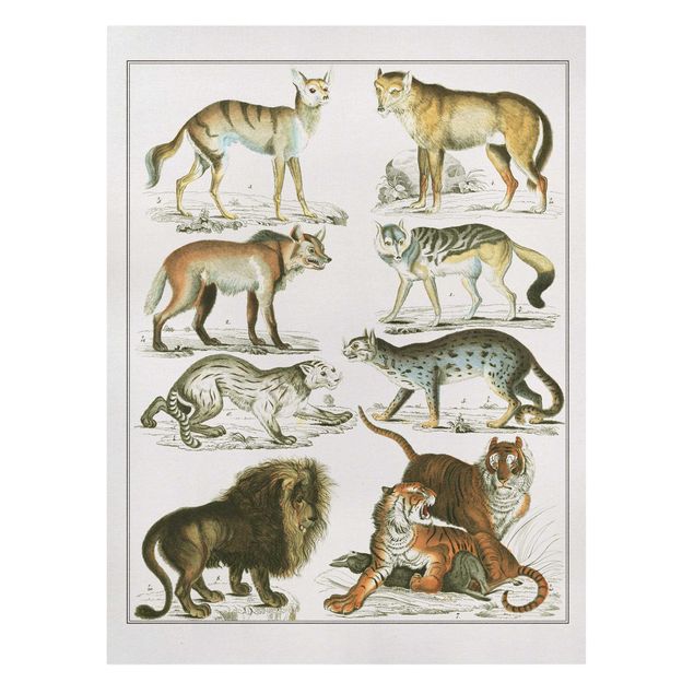 Stampe su tela animali Bacheca Vintage Leone, tigre e sciacallo