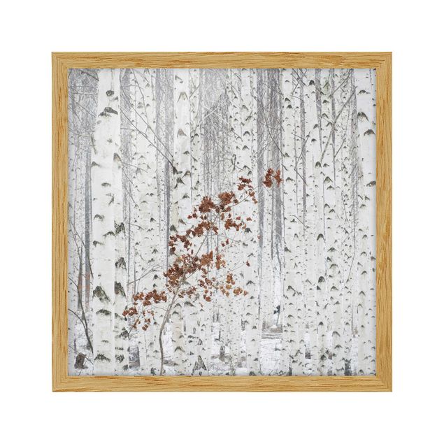 Poster con cornice - Birches In Autumn - Quadrato 1:1