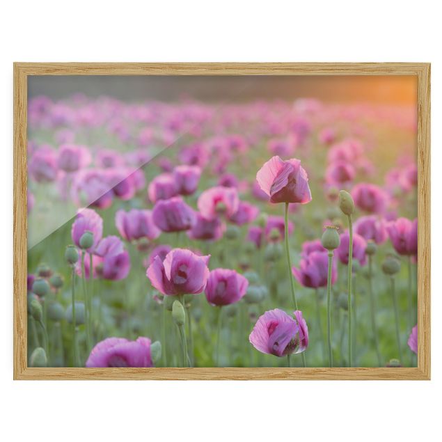 Poster con cornice - Purple Poppy Flower Meadow In Spring - Orizzontale 3:4