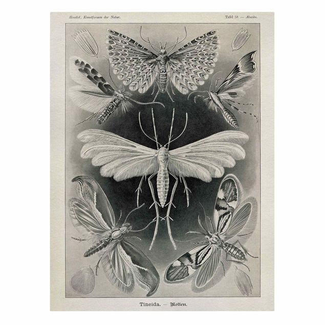 Stampe su tela animali Bacheca Vintage Falene e farfalle
