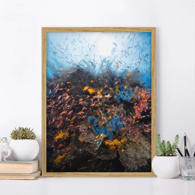 quadri con animali Laguna con pesci