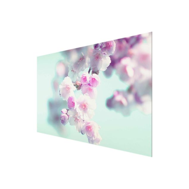 Quadro in vetro - Fiori di ciliegio colorati