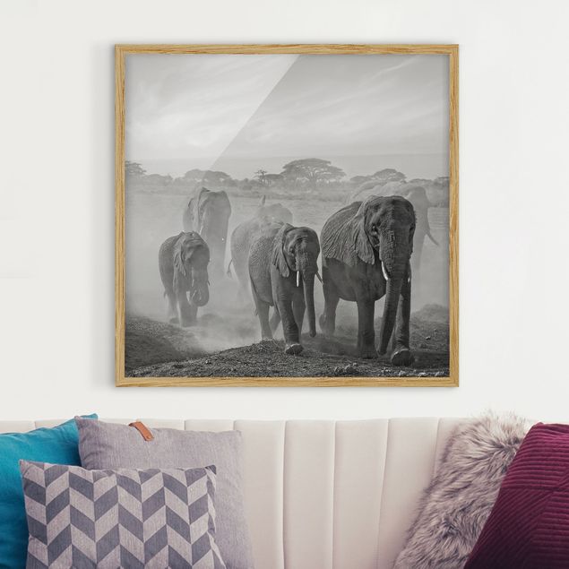 Quadri animali Branco di elefanti