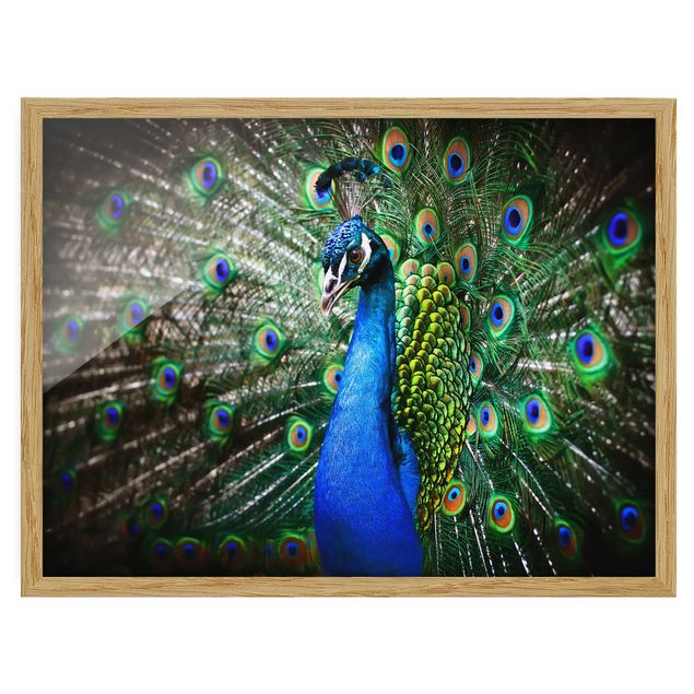 Poster con cornice - Noble Peacock - Orizzontale 3:4