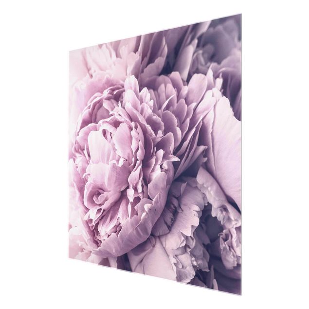 Quadro in vetro - Viola Peony Blossoms - Quadrato 1:1