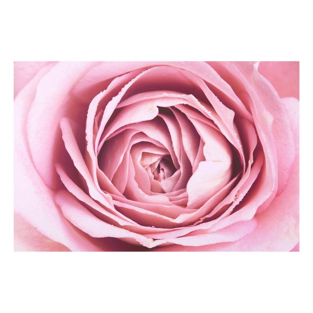 Quadro in vetro - Pink Rose Blossom - Orizzontale 2:3